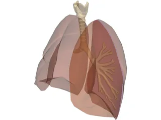 Respiratory Upper 3D Model