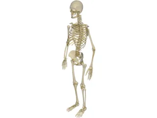 Skeleton Male 3D Model