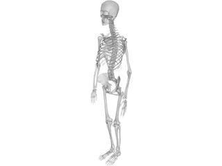 Skeleton Female 3D Model