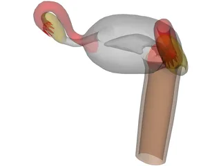 Uterus 3D Model