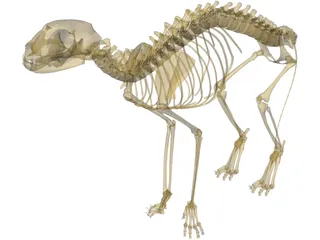 Cat Skeleton 3D Model