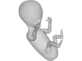 Baby Fetus Infant 3D Model