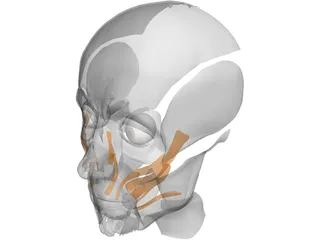 Face Muscles 3D Model