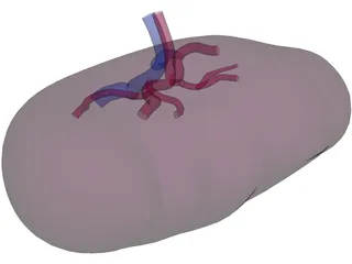 Spleen 3D Model