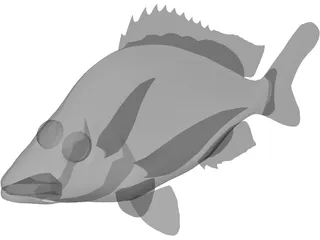 John Dory Type Fish 3D Model