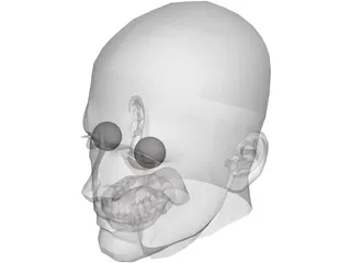 Male Adult Head  3D Model