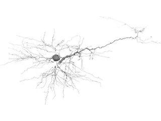 Purkinje Cell 3D Model