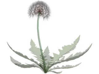 Dandelion 3D Model