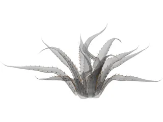 Agave Americana Marginata 3D Model