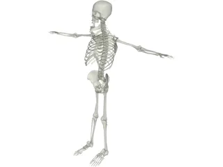 Skeleton 3D Model