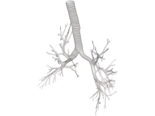 Bronquial Tree with Trachea 3D Model