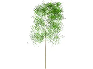 Tree 3D Model