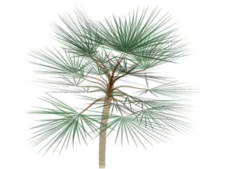 Palm  3D Model