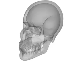 Skull 3D Model