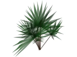 Palmetto Plant 3D Model