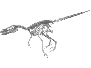 Velociraptor Skeleton 3D Model