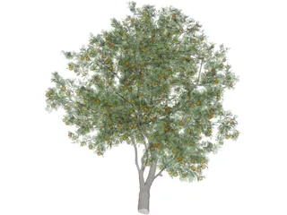 Orange Tree 3D Model