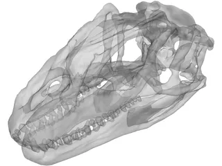 Allosaurus Fragilis Skull 3D Model