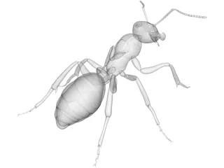 Ant 3D Model