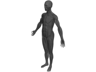 Full Human Anatomy for Simulation 3D Model