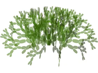 Opuntia 3D Model