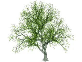 Lush Tree 3D Model