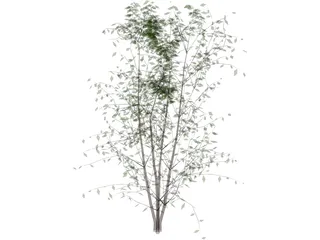 Tree 3D Model