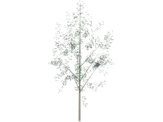 Tree 3D Model