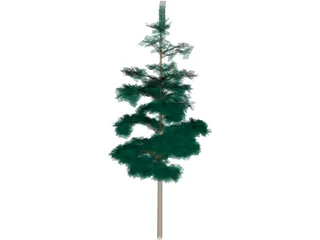 Redwood Tree 3D Model