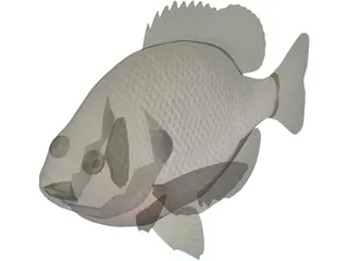 Bluegill 3D Model