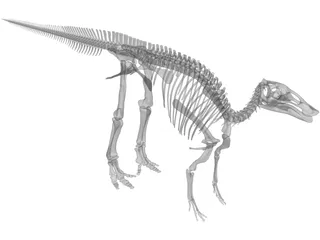 Edmontosaurus Skeleton 3D Model