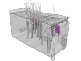 Skin Anatomy 3D Model