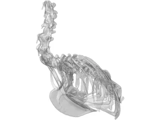 Macaw Skeleton 3D Model