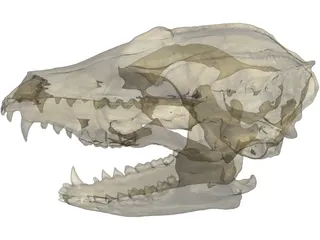 Fox Head Skull 3D Model