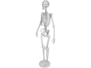 Human Skeleton 3D Model