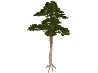 Pine 3D Model