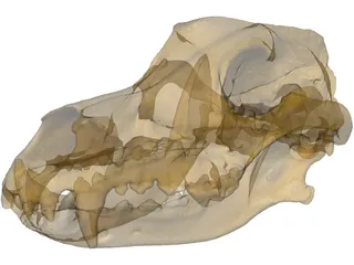 German Shepherd Male Dog Skull Scan 3D Model