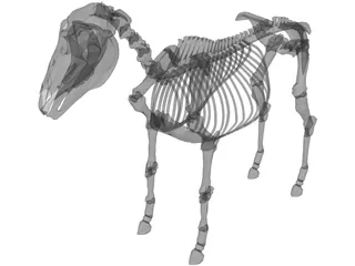 Horse Skeleton 3D Model