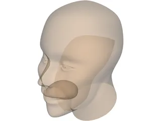 Human Head 3D Model