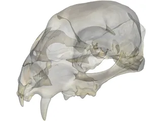 Lynx Skull 3D Model