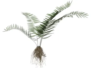 Sword Fern 3D Model