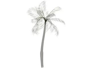 Palm Tree 3D Model