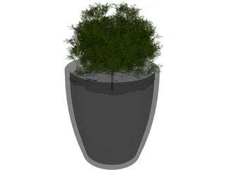 Boxwood Plant 3D Model