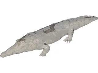 Crocodile 3D Model