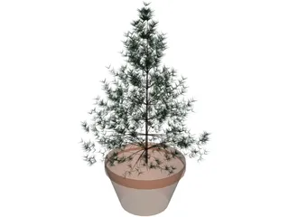 Potted Pine Tree 3D Model