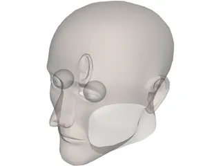 Head Human 3D Model