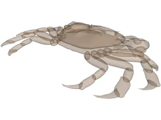 Asian Shore Crab 3D Model
