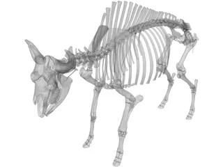 Bull Skeleton 3D Model