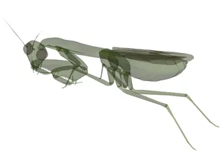 Flying Mantis 3D Model