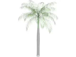 Palm Tree (Royal Palm) 3D Model